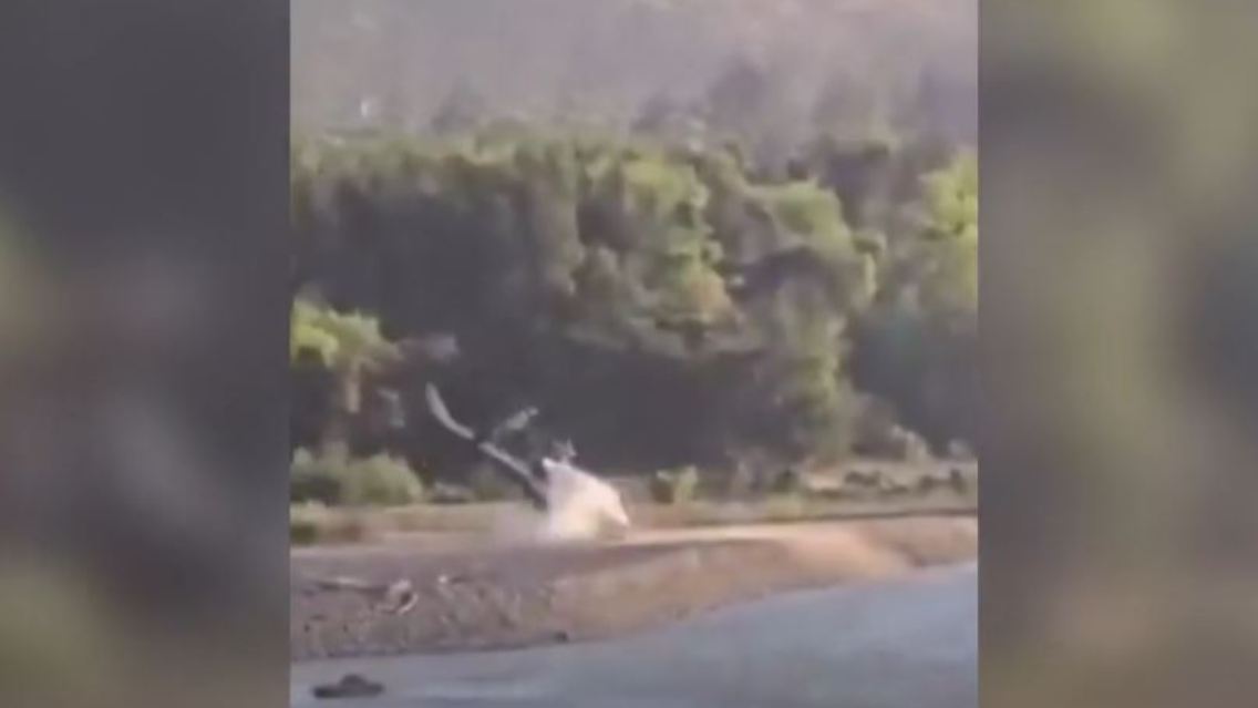 heli.JPG