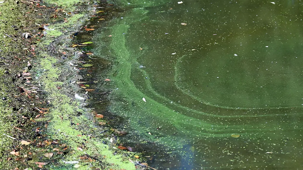 Am-Bleilochstausee-in-Suedostthueringen-ist-an-mehreren-Bereichen-ein-Blaualgen-Vorkommen-festgestellt-worden
