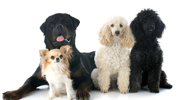 Chihuahua, Rottweiler und Pudel posieren für ein Foto.