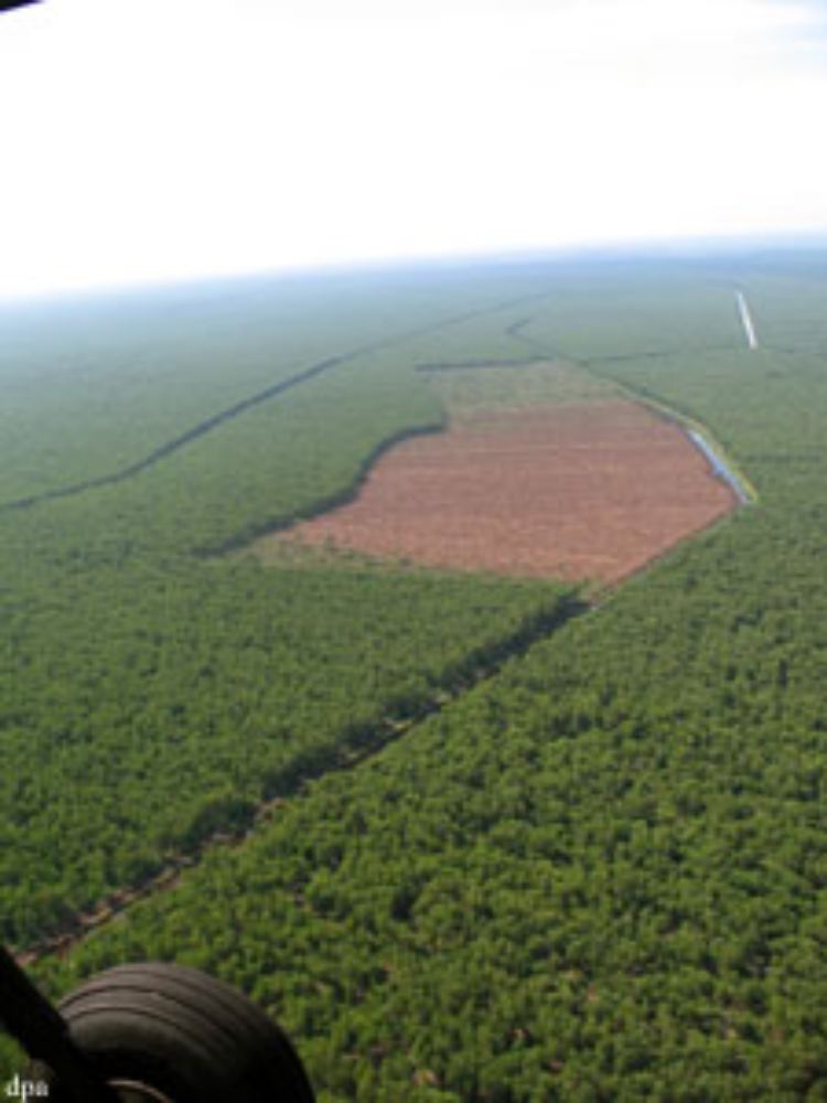 In Sumatra könnte der Regenwald Umweltschützern zufolge in fünf, auf Borneo in zehn Jahren nur noch eine Erinnerung sein.
