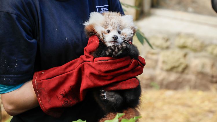 Roxie erstickte laut Zoo am eigenen Erbrochenen, wohl eine Reaktion auf das Feuerwerk. 