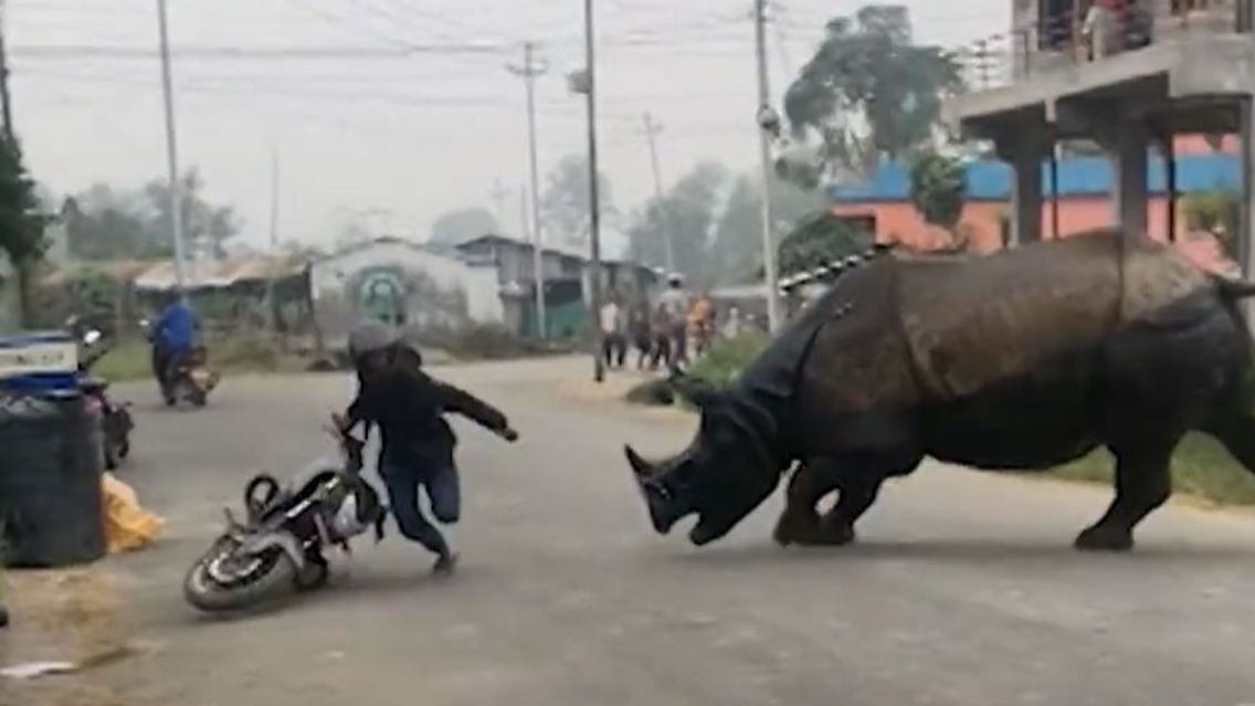 nashorn.JPG