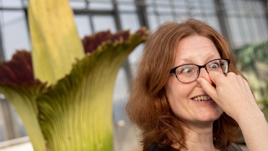 Denn die wunderschöne, große Blüte verströmt einen Geruch, der an Aas und Verwesung erinnert.