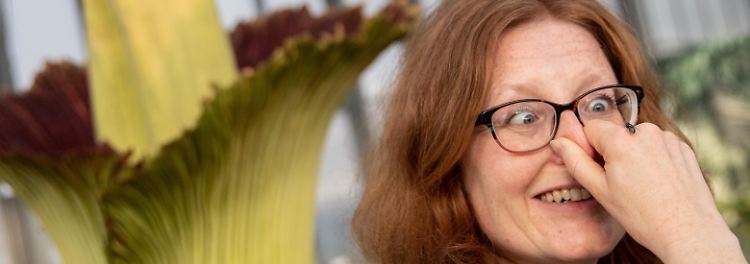 Denn die wunderschöne, große Blüte verströmt einen Geruch, der an Aas und Verwesung erinnert. 