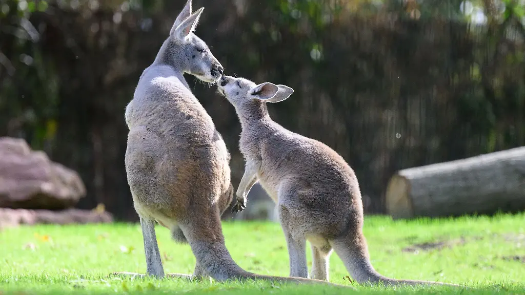 Rote-Riesenkaengurus-stehen-auf-einer-Wiese-im-Dresdner-Zoo