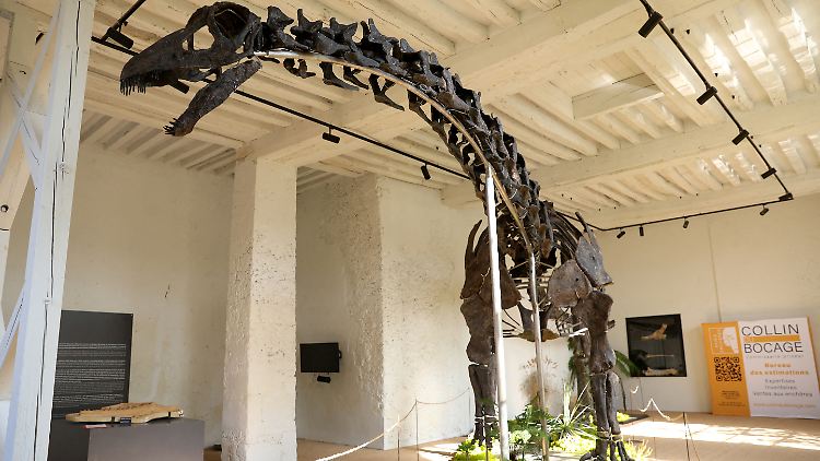 Der neue Besitzer von "Vulcain" möchte das Skelett in einem Museum ausstellen.