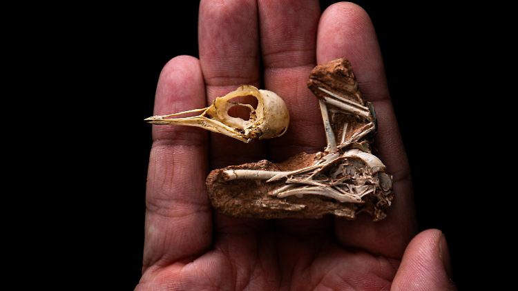 Schädel von Navaornis hestiae im Vergleich zu dem eines modernen Vogels.