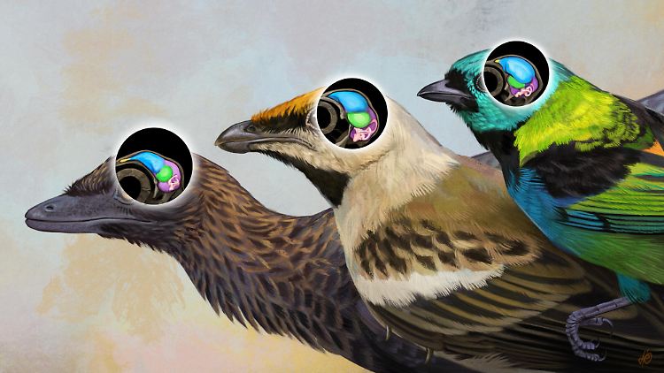 Navaornis hestiae (Mitte) dokumentiert eine bisher unbekannte Zwischenstufe in der Entwicklung des zentralen Nervensystems zwischen den frühesten Vögeln (etwa Archaeopteryx lithographica; vor circa 150 Millionen Jahren, l.) und den Kronenvögeln (etwa Tangara seledon, heute, r.).