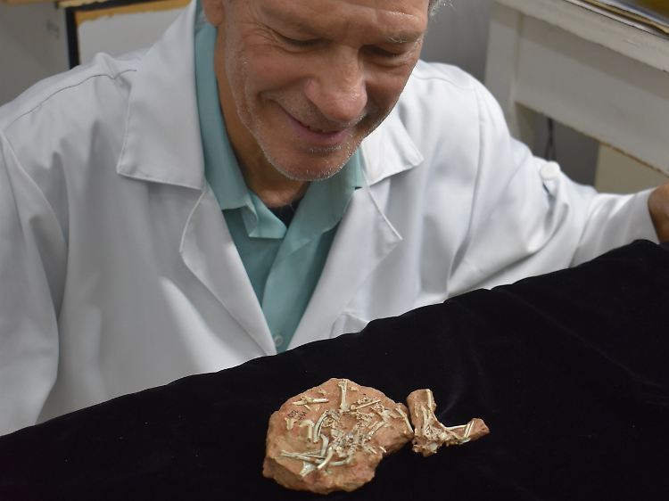 William Nava, Entdecker des neuen Fossils, mit Schädel und Skelett von Navaornis hestiae.