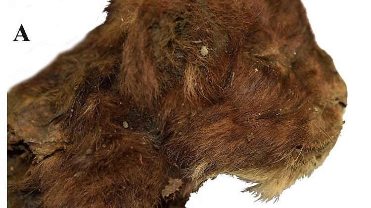 Alles andere als angsteinflößend: die Mumie eines jungen Säbelzahntigers.