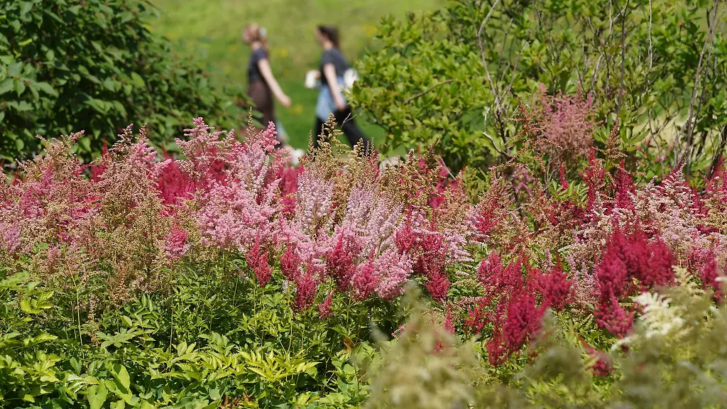 Straeucher-und-andere-Pflanzen-leuchten-in-der-Mittagssonne-im-Japanischen-Garten-im-Park-Planten-un-Blomen