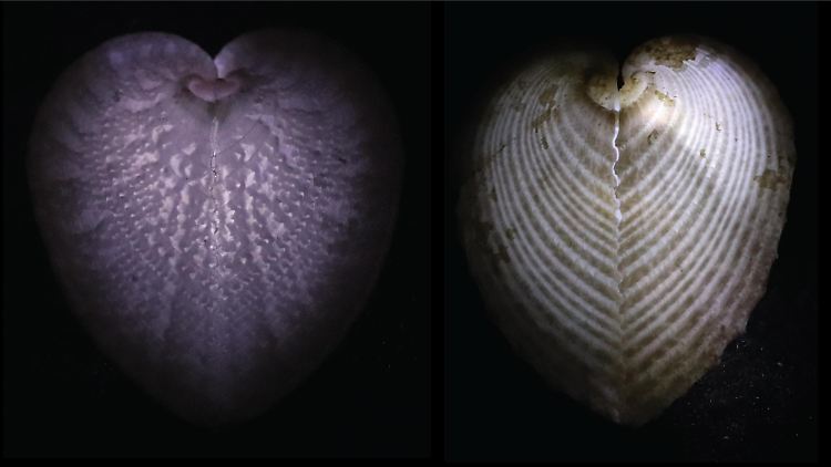 Schalen von Corculum-Muscheln, die von innen beleuchtet werden, um die transparenten Schalenfenster zu zeigen, die von kleinen Dreiecken (links) bis zu Streifen (rechts) reichen.