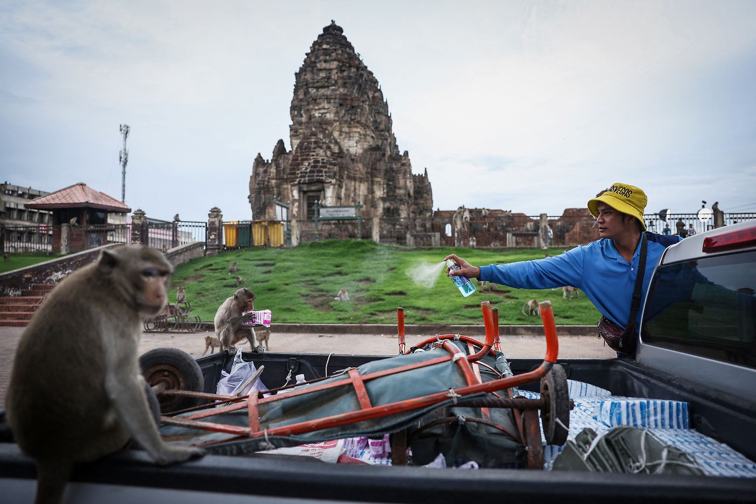 Tausende teils aggressive Affen bevölkern den historischen Ort Lopburi 150 Kilometer nördlich von Bangkok.