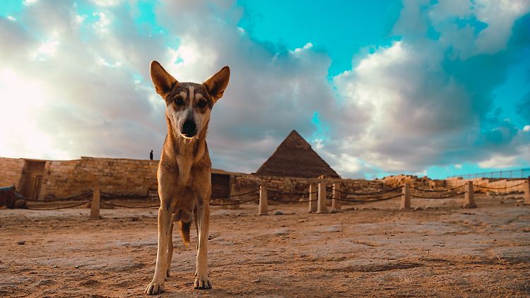An den Pyramiden leben zahlreiche streunende Hunde.