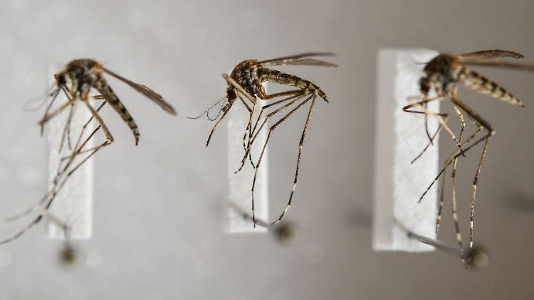 Präparierte heimische Stechmücken der Art Aedes cantans im Leibniz-Zentrum für Agrarlandschaftsforschung (ZALF).