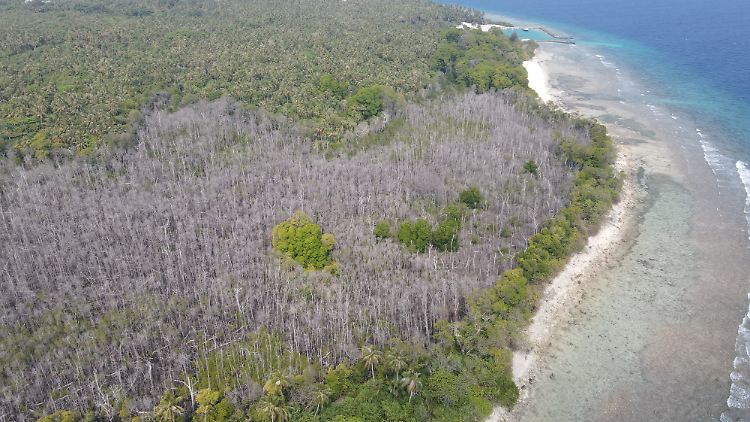 Das Drohnenbild zeigt das Ausmaß des Mangrovensterbens in  Neykurendhoo auf den Malediven.