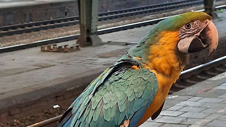 Der Ara sollte eigentlich mit seinem Besitzer auf Reisen gehen.