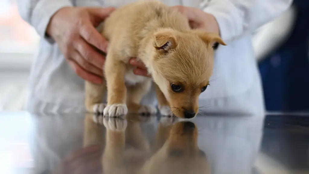 Eine-Tiermedizinerin-haelt-einen-Welpen-in-einer-tieraerztlichen-Ambulanz