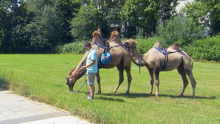 Kamelhalter Marvin überrascht seine Hofdamen mit ungewöhnlicher Begleitung.