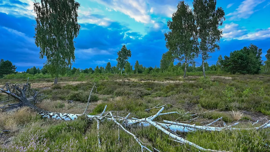 Nur-ganz-wenig-blueht-bislang-die-Heide-im-Naturschutzgebiet-der-Reicherskreuzer-Heide