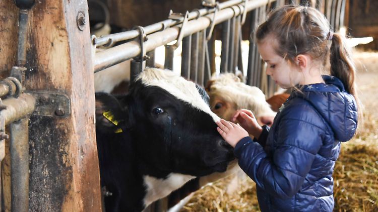 Kinder, die sich viel in Kuhställen aufhalten, haben ein gesünderes Immunsystem.