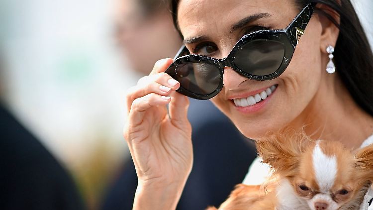 Einer von neun Hunden: Pilaf war in Cannes immer dabei. 