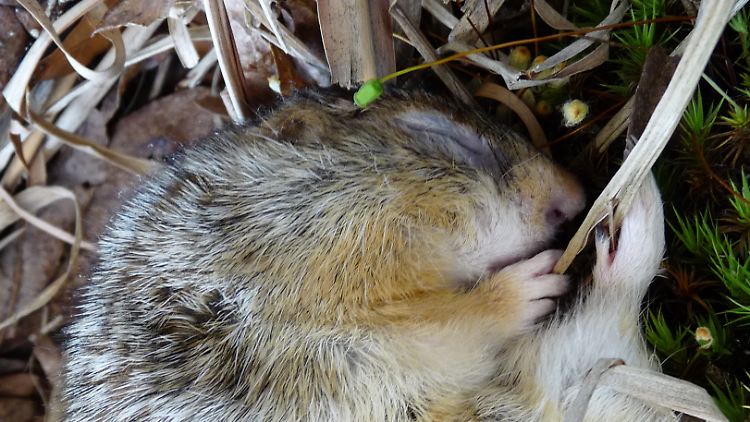 Ein Dreizehnstreifen-Hörnchen kann mehrere Monate im Winterschlaf sein, ohne zu trinken.