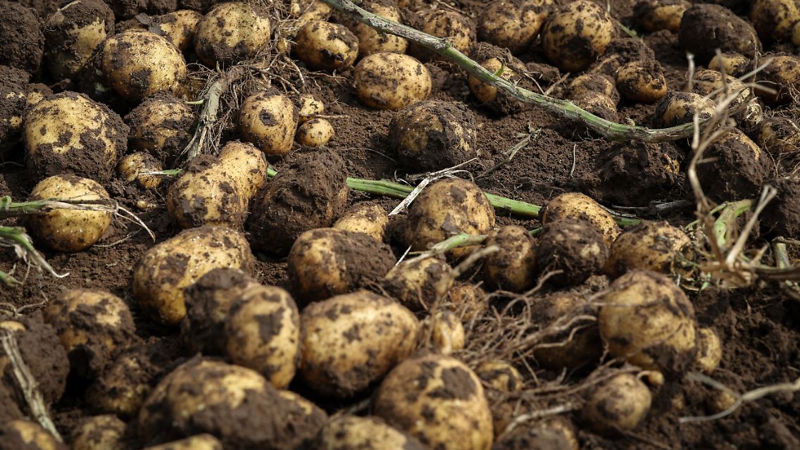 2024-11-27T230100Z_799610627_RC2R6AAYHF5K_RTRMADP_3_CLIMATE-CHANGE-CHINA-POTATOES.JPG