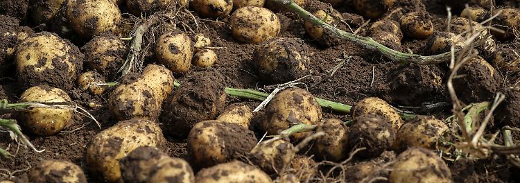 2024-11-27T230100Z_799610627_RC2R6AAYHF5K_RTRMADP_3_CLIMATE-CHANGE-CHINA-POTATOES.JPG
