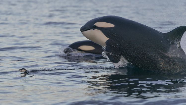 Orcas jagen erfolgreich in Gruppen.  