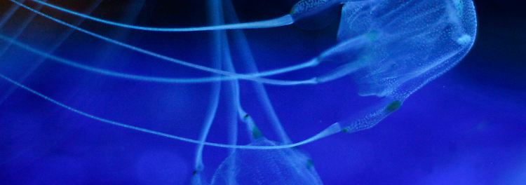 ... Würfelqualle (im Bild: Chironex fleckeri). 