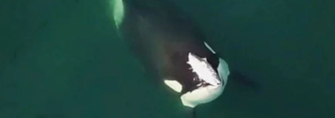 Orca Hüte.PNG