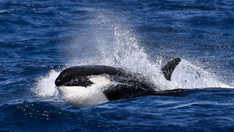 Orcas sind soziale Tiere, die eine komplexe Populationsstruktur aufweisen.