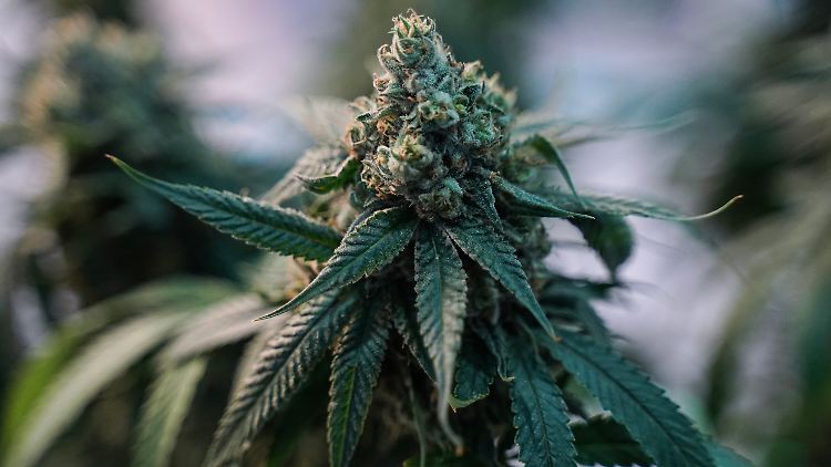 Der Anbau von bis zu drei Pflanzen gleichzeitig und die Aufbewahrung von bis zu 50 Gramm Cannabis sind in Deutschland erlaubt. 