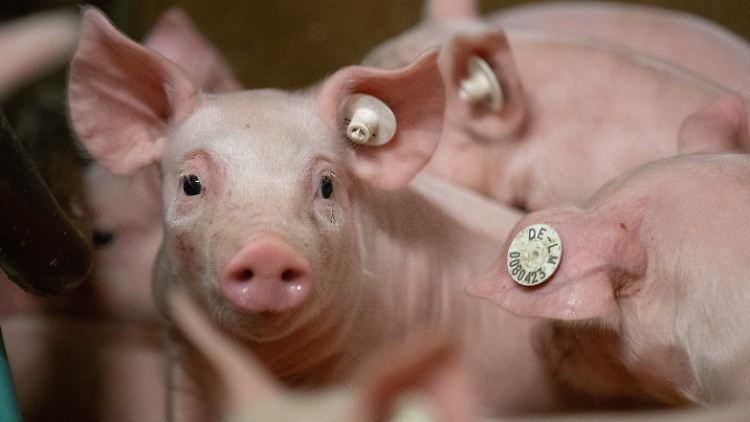 Eine Impfung gegen die tödliche Schweinepest gibt es nicht.