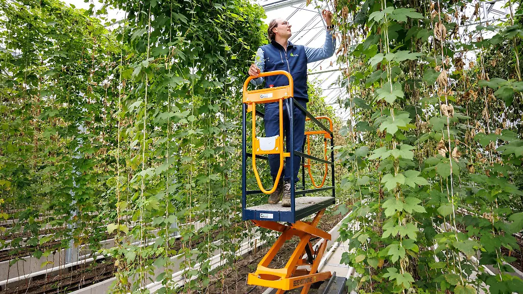 Ein-Versuchsgewaechshaus-zur-Entwicklung-von-neuen-Hopfensorten-im-Hopfenforschungszentrum-Huell