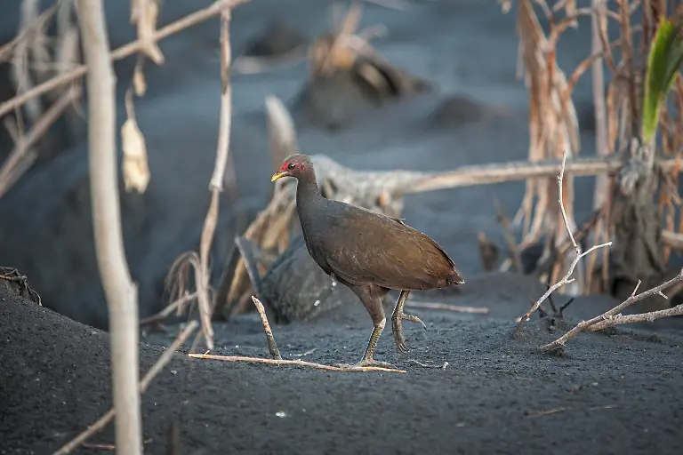 NICHT-VERWENDEN-Papua-PNG08-1006-8321-UllaLohmann-Master