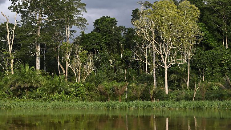 Landschaft am Sangha, der ein Nebenfluss des Kongo ist.