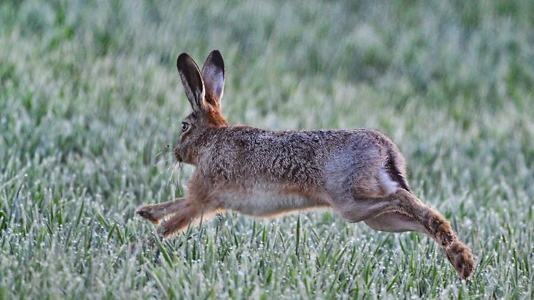 Von Tularämie sind vor allem verschiedene Nagetiere wie Mäuse, Wühlmäuse und Ratten sowie hasenartige Tiere wie Feldhase und Kaninchen, aber auch Wildwiederkäuer, Fleischfresser und sogar Vögel betroffen.