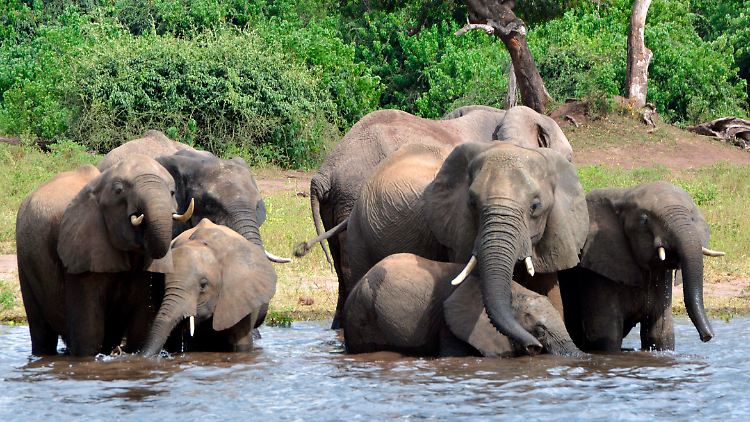 Elefanten tummeln sich in einem Wasserloch im Chobe-Nationalpark.