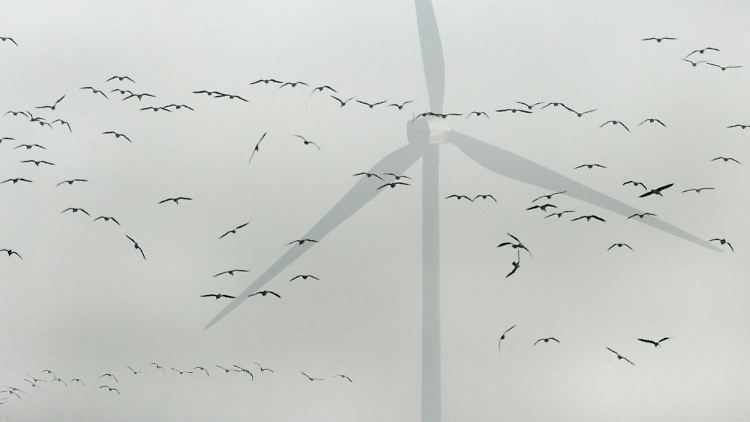 Eine Studie belegt, dass Windräder keine akute Gefahr für Vögel darstellen.