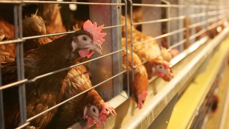 Ein Verbot für neue Anlagen zur Käfighaltung von Hühnern und ein Tierschutzlabel: Die Bundesregierung plant wesentlich strengere Tierschutzgesetze.