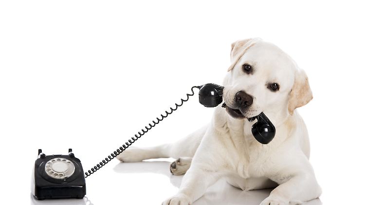 Hunde können über Tasten an Soundboards kommunizieren.