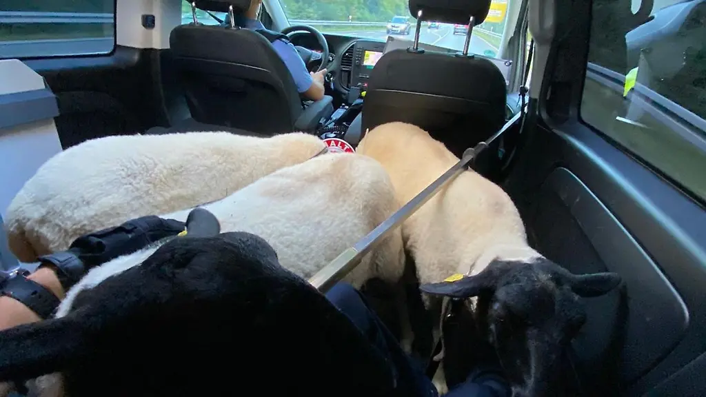 Drei-Schafe-werden-in-einem-Polizeiauto-transportiert