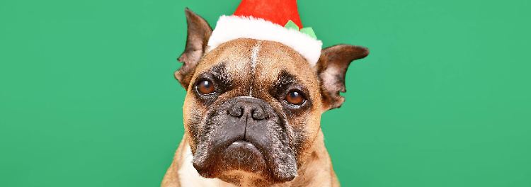 Und darum geht's: Der kleine Welpe Dickie weiß nicht, wie ihm an diesem Heiligabend geschieht. An ein und demselben Tag wird er erst gerettet, dann verschenkt und schließlich im Schnee vor einem heruntergekommenen Tierheim ausgesetzt. In der Gemeinschaft der auf sich selbst gestellten Tiere findet er bald eine neue Familie. Doch das Tierheim ist bedroht, und die Tiere müssen sich etwas einfallen lassen, um ihr Zuhause zu retten.