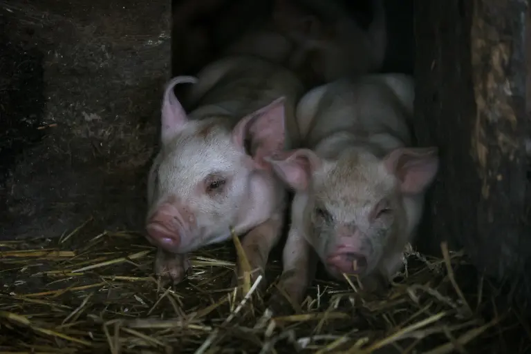 2023-08-02T110225Z-1942265903-RC2PB2AAHEE9-RTRMADP-3-USA-MEAT-REGULATION