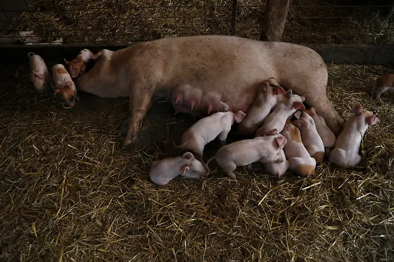 2023-08-02T110227Z-2016181070-RC2PB2A7GGWZ-RTRMADP-3-USA-MEAT-REGULATION