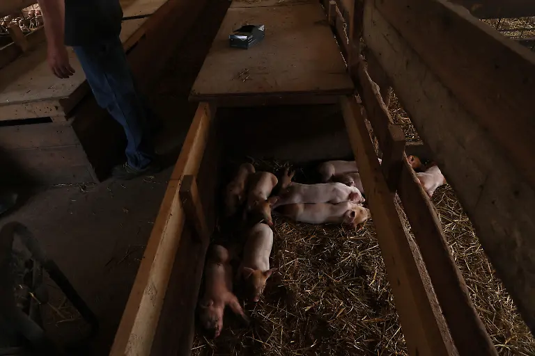 2023-08-02T110205Z-1508658741-RC2QB2ABZSYC-RTRMADP-3-USA-MEAT-REGULATION