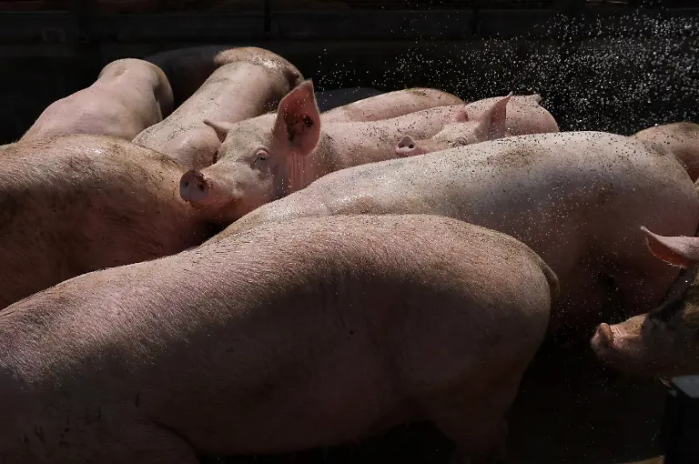 2023-08-02T110200Z-2014274916-RC2QB2AE4W5G-RTRMADP-3-USA-MEAT-REGULATION