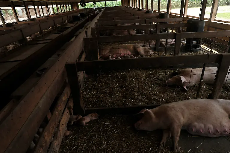 2023-08-02T110222Z-1584130591-RC2QB2AFEQB2-RTRMADP-3-USA-MEAT-REGULATION